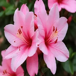azalea flower