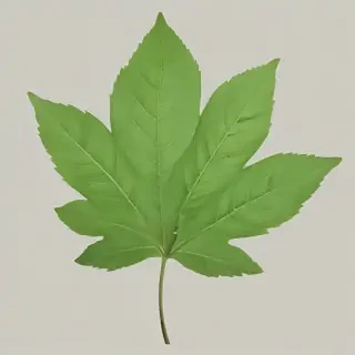 green leaf png