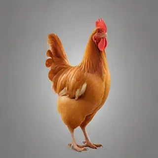 chicken transparent background