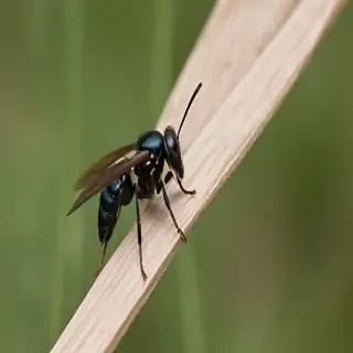 black wasp