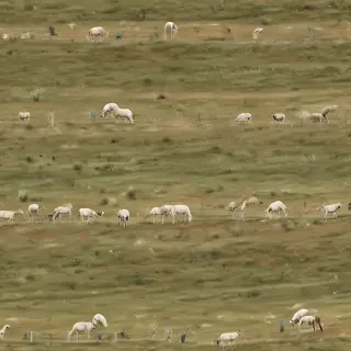 ranch background
