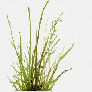seaweed png