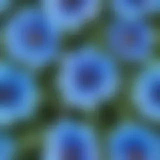blue flower