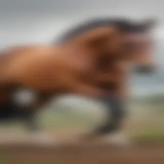 horse image for drawing