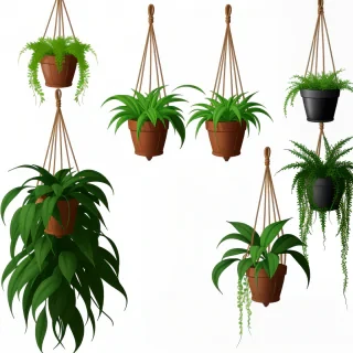 hanging plant png