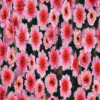 flowers with no background