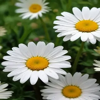 daisy wallpaper for desktop