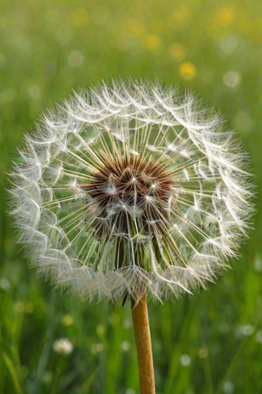 dandelion png