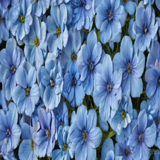 background blue flower