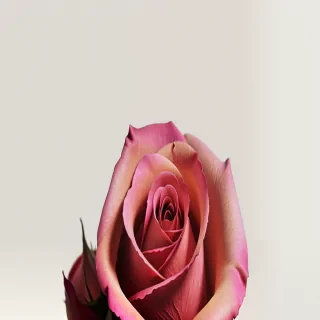 iphone wallpaper rose