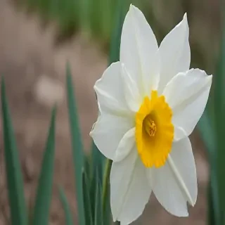 daffodil flower