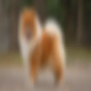 german spitz