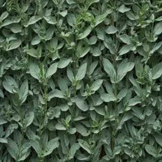 sage green aesthetic