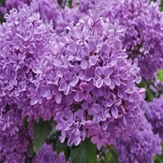 lilac iphone wallpaper