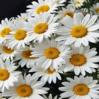 iphone daisy wallpaper