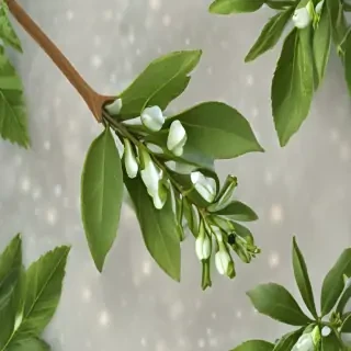 mistletoe png