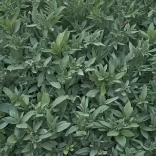 sage green aesthetic background