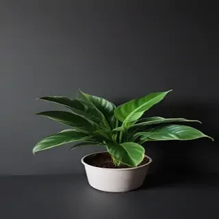 plant desktop wallpaper