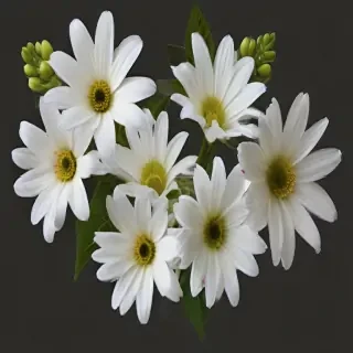 white flowers png transparent