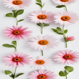 flower on white background