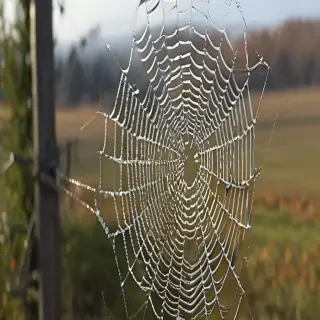 spiderweb