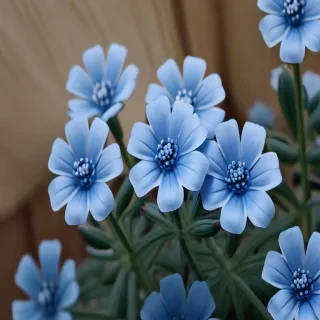 blue flowers