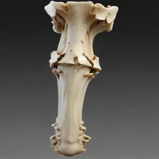 bone png