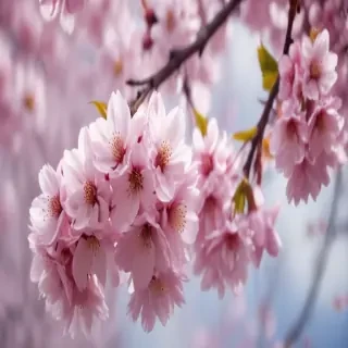 high resolution cherry blossom wallpaper