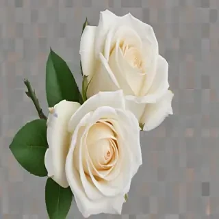 white roses png