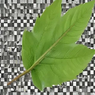 green leaf png