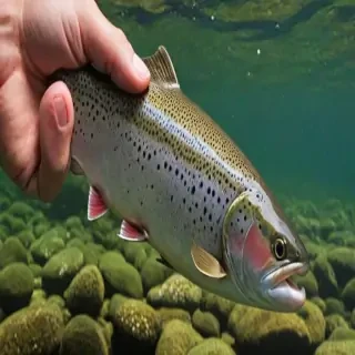 trout fish