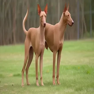 pharaoh hound