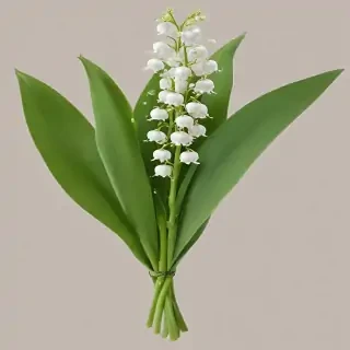 lily of the valley png