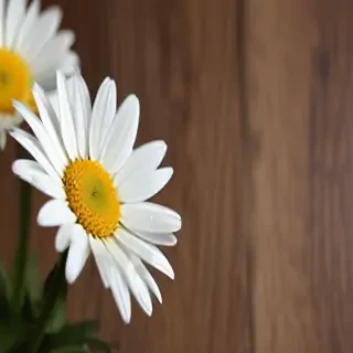 daisy desktop wallpaper