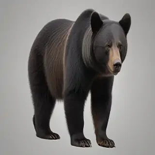 black bear png