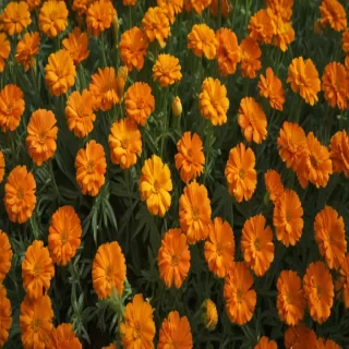 marigold png