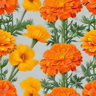 marigolds transparent