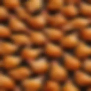 chicken background