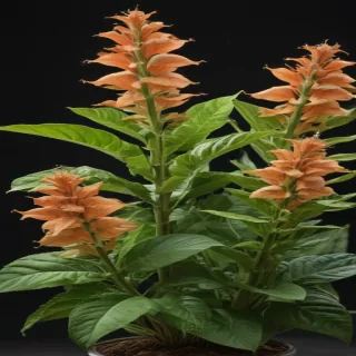 tobacco plant