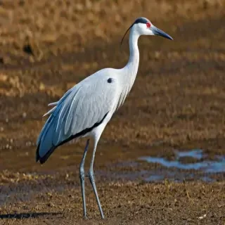 crane bird