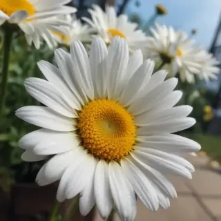 iphone daisy wallpaper