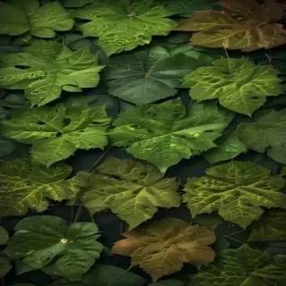 leaf backgrounds