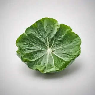 green on white background