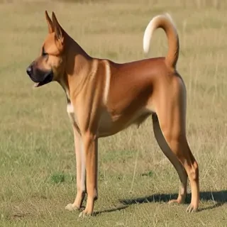 sokoke breed