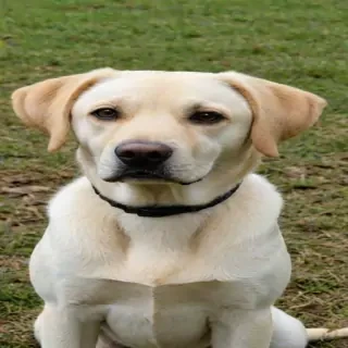 dog lab dog