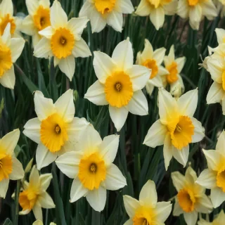 daffodil flower
