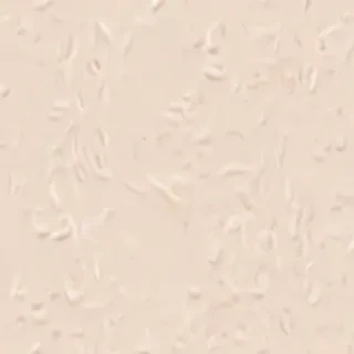 aesthetic cream background