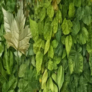 leaves transparent