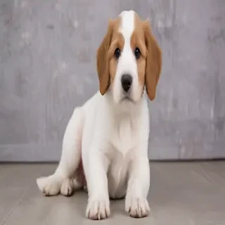 scoodle dog breed