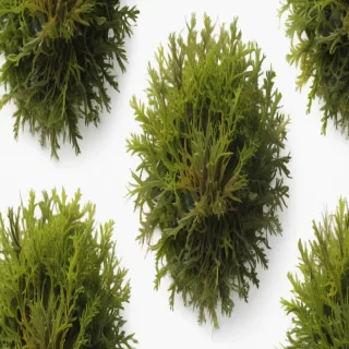seaweed png